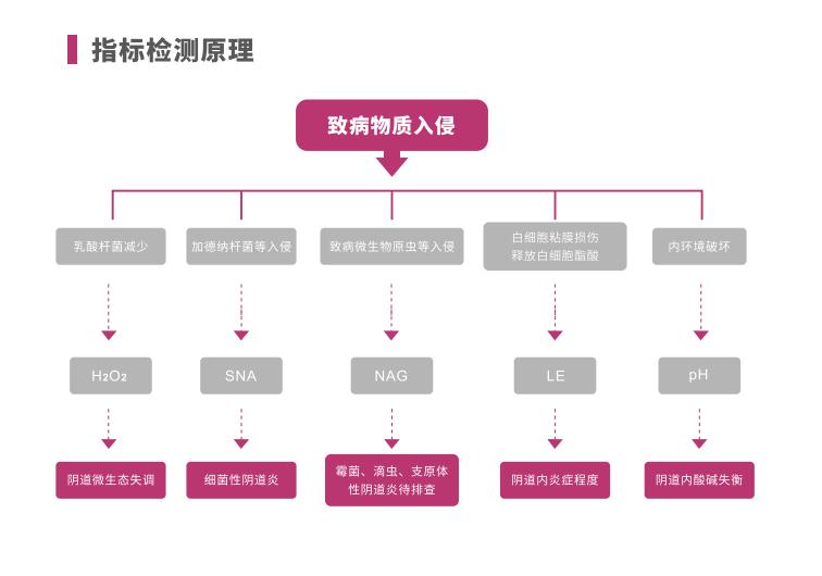 全自动阴道炎茄子视频黄色版本下载安装包LTS-V400指标检测原理